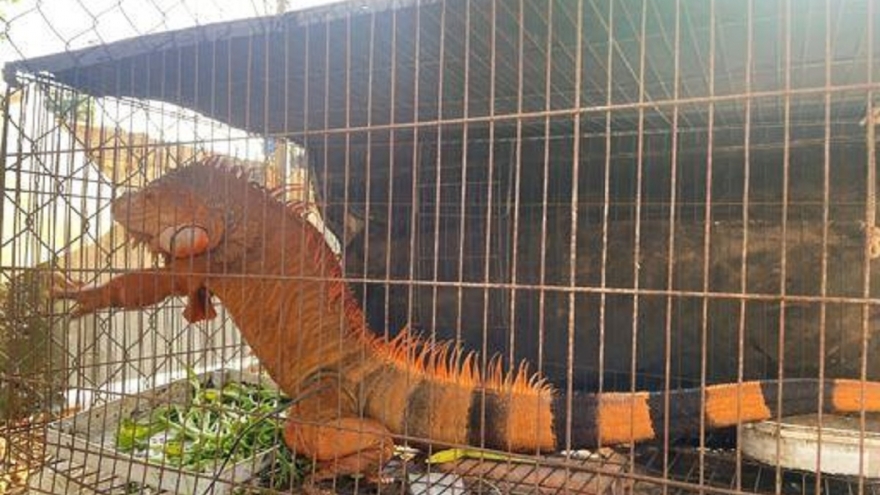 Rồng Nam Mỹ đi lạc được bàn giao cho cơ sở nuôi hợp pháp